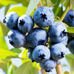 Chandler Blueberry – Hartmann's Plant Company | Retail Store