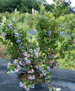 Chandler Blueberry Plant