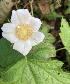 Thimbleberry flower