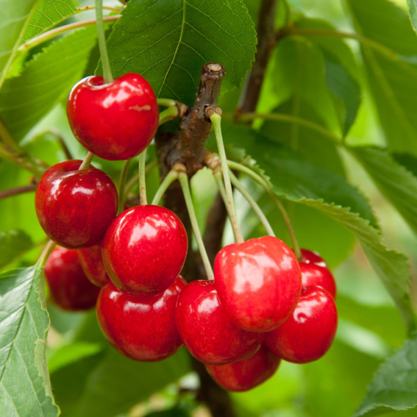 Joy Bush Cherry - Hartmann's Plant Company | Wholesale Store