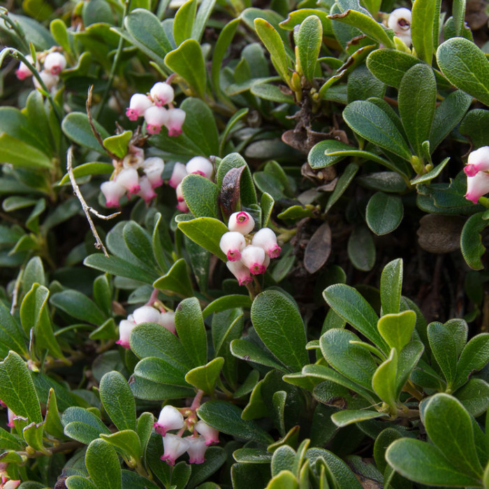 Michigan Bearberry - Hartmann's Plant Company | Wholesale Store