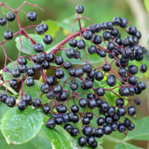 Wild Elderberry Hartmanns Plant Company Wholesale Store 6290