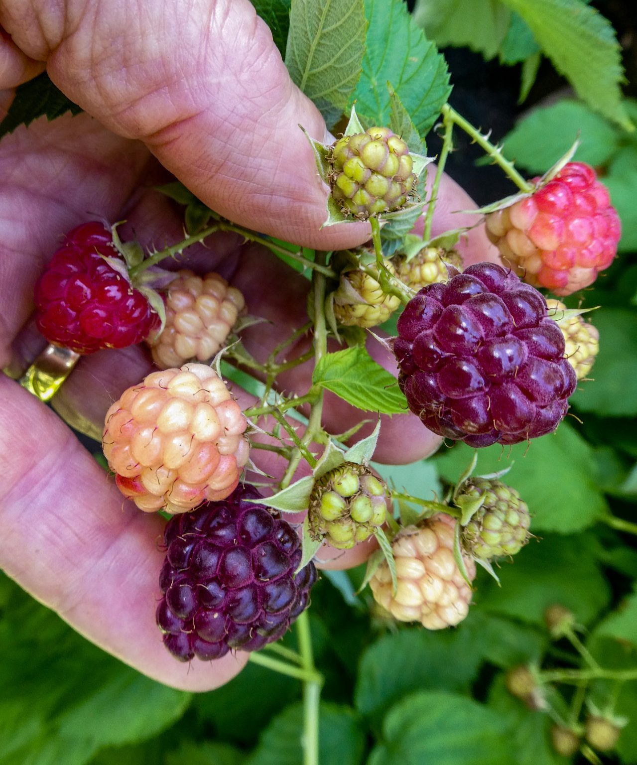 Anna Ground Cover Raspberry - Hartmann's Plant Company | Wholesale Store